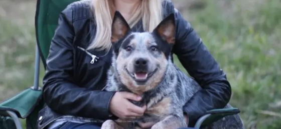 澳洲牧牛犬性格如何？来看看？