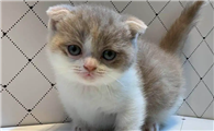 短毛拿破仑猫多少钱