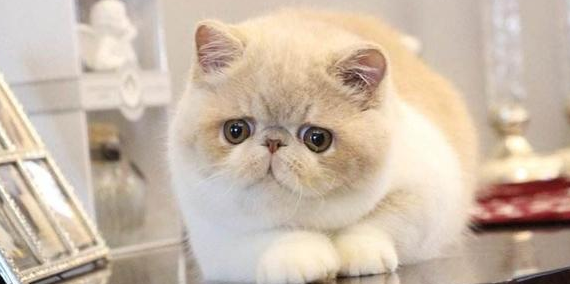 为什么有的猫咪脸型不圆圆的 为什么有的猫咪脸型不圆圆的