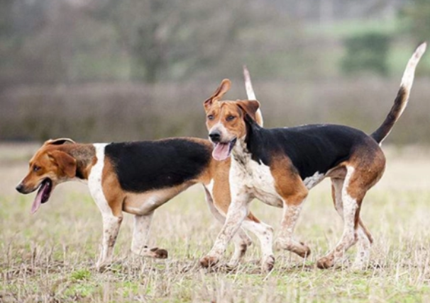 英国猎狐犬驱虫怎么做，你们都清楚吗？