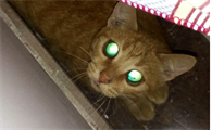 猫咪可以看见灵魂吗