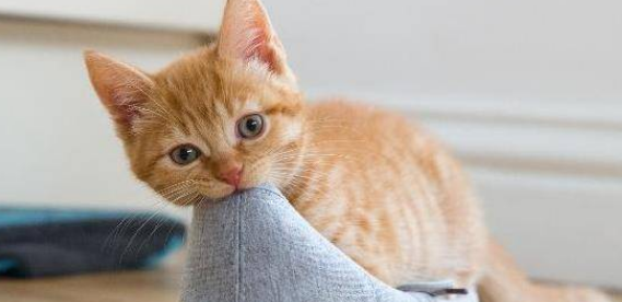 猫咪蹭人鞋子的原因