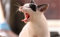 猫咳嗽干呕发出咔咔咔的声音