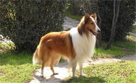 怎么训练苏格兰牧羊犬的好?想知道的来看看!
