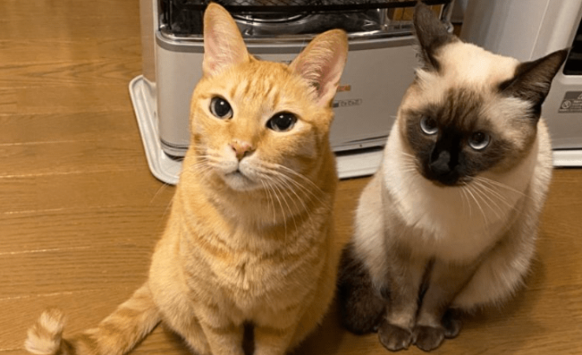 猫咪为什么直勾勾看着你