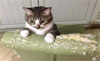 猫喜欢破坏东西怎么办