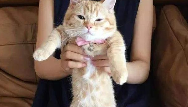 猫为什么一直不让抱