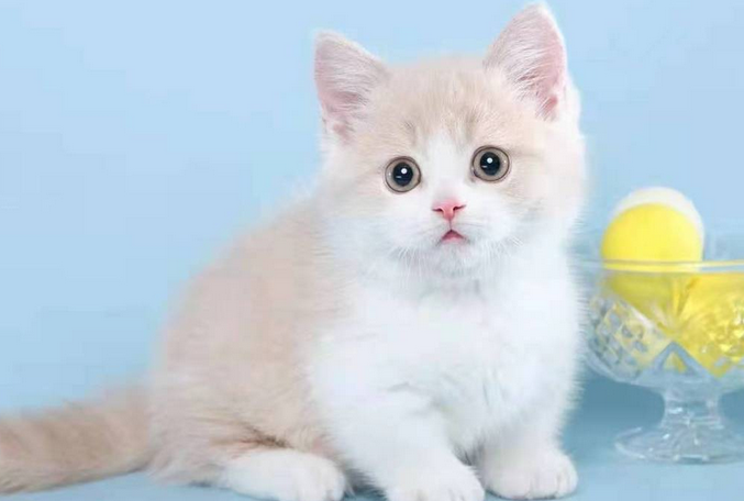 拿破仑猫为什么不能养，想知道的快来get！