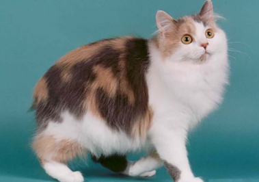 猫咪的毛色是什么决定的 猫咪的毛色是什么决定的