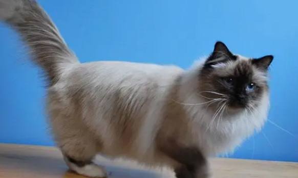 伯曼猫好养吗？这种猫怎么样？