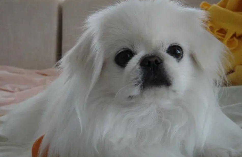 北京犬多少钱一只?想养的可以看看 北京犬多少钱一只?想养的可以看看