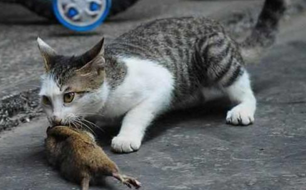 猫咪抓老鼠为什么不怕鼠疫病毒