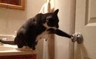 猫咪会关门为什么