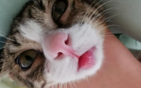 猫咪为什么会突然得唇炎的原因