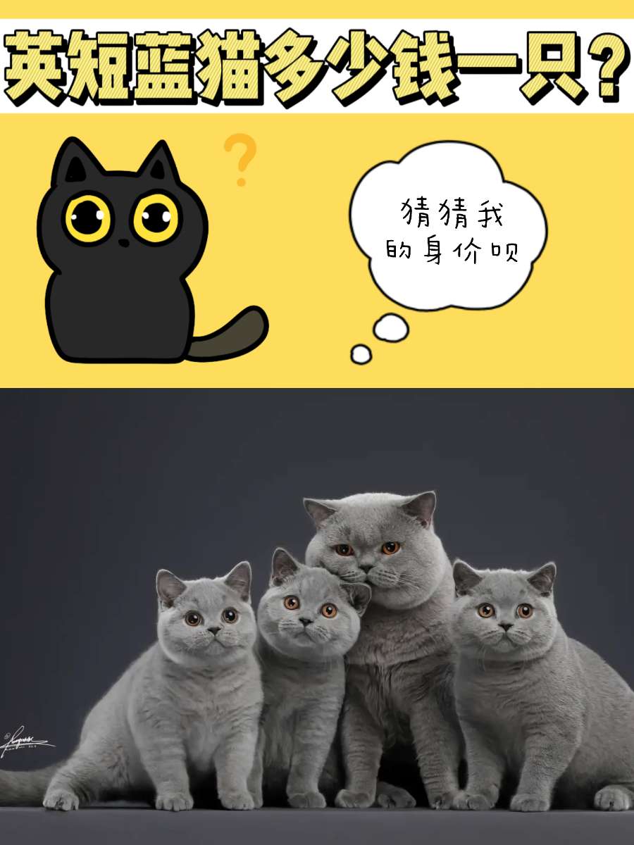 蓝猫多少钱一只？英短蓝猫价格多少合适？