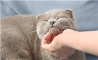 猫咪为什么早上爱黏人