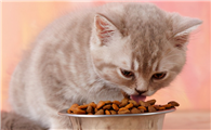 为什么猫咪挑食还胖