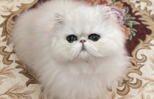 金吉拉猫难产怎么办？可以来看看！