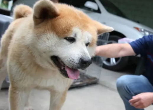秋田犬耳朵里有粘稠状是怎么回事?想知道的来看看! 秋田犬耳朵里有粘稠状是怎么回事?想知道的来看看!