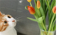 郁金香对猫有什么影响