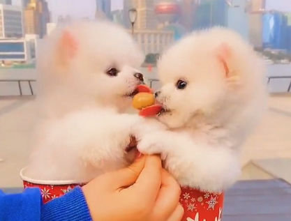 茶杯犬是能放在茶杯里的狗吗?你了解过? 茶杯犬是能放在茶杯里的狗吗?你了解过?