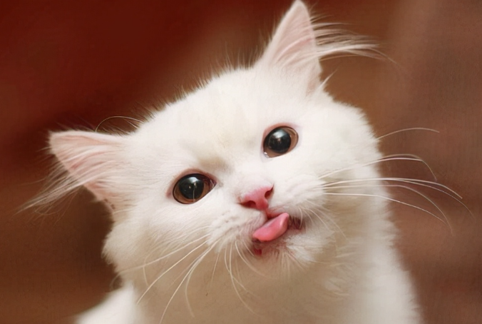 猫咪为什么踩踏还叫呢