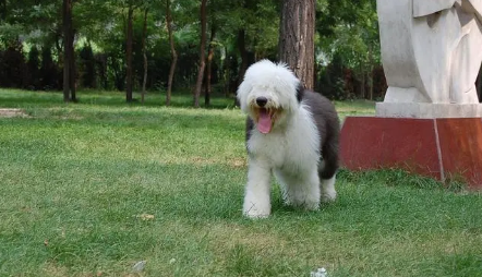 古代牧羊犬好养吗?具体看这里! 古代牧羊犬好养吗?具体看这里!