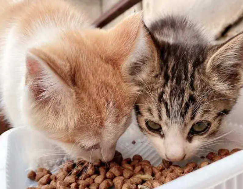 领养宠物猫的平台 领养宠物猫的平台