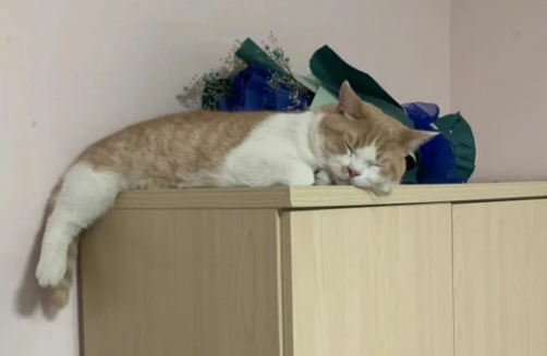养猫小知识：猫为什么喜欢往高的地方趴着