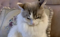 猫咪会生气瞅人吗为什么呢