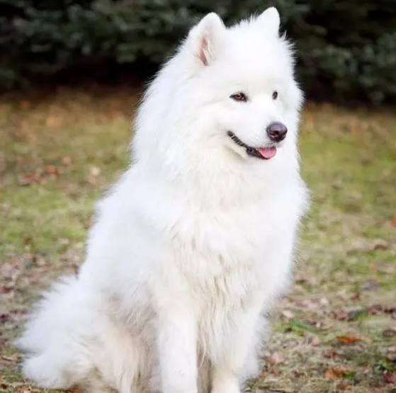 萨摩耶犬掉毛程度,绝对惊呆你 萨摩耶犬掉毛程度,绝对惊呆你