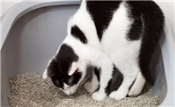 猫咪拉屎刨坑是什么行为