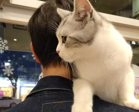 猫咪爱上人肩膀