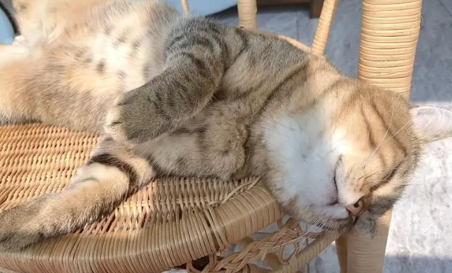 为什么猫咪都是仰着睡的