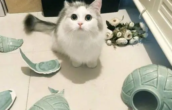 猫咪摔东西怎么回事 猫咪摔东西怎么回事