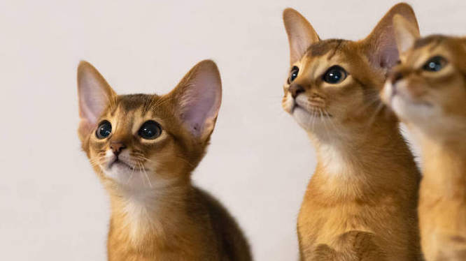 埃及猫性格特点是什么?来看看吧! 埃及猫性格特点是什么?来看看吧!