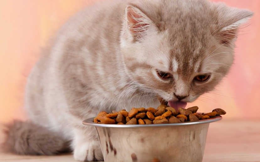 猫咪为什么要换食物吃 猫咪为什么要换食物吃