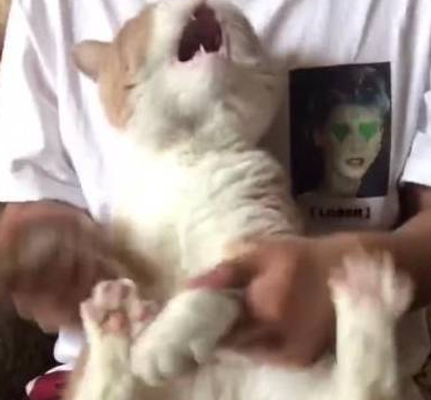 猫咪跳海草舞翻车!主人怒摔手机,笑翻~ 猫咪跳海草舞翻车!主人怒摔手机,笑翻~