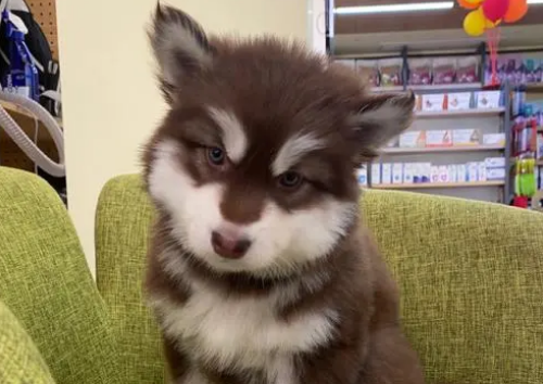 阿拉斯加犬吃什么食物最好？不妨来看看吧