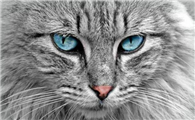 猫咪瞳孔小的原因