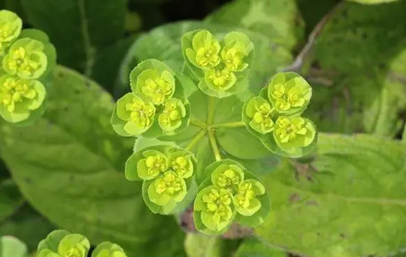 对猫有毒的植物整理大全 对猫有毒的植物整理大全