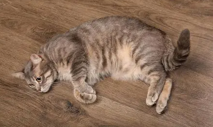 为什么冬天猫咪睡在地板上 为什么冬天猫咪睡在地板上