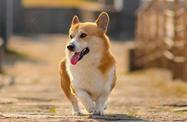 逗猫棒可以逗狗吗