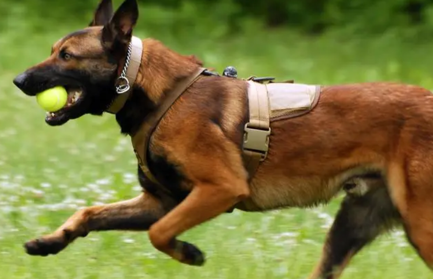  马犬不打疫苗能活吗？饲养者必须知道的小知识