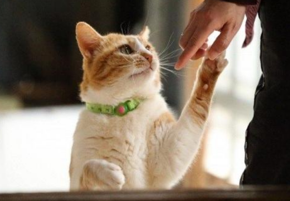 考研养猫真的会耽误时间吗 考研养猫真的会耽误时间吗