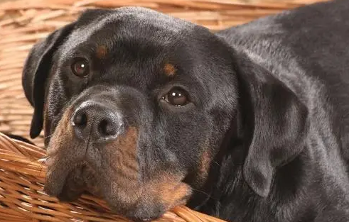 罗威纳犬舐触性皮炎怎么治疗?这篇文章给你答案 罗威纳犬舐触性皮炎怎么治疗?这篇文章给你答案