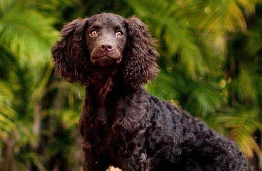 美国水猎犬怀孕吃什么？看完，你就知道了