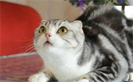 学生适合养猫咪吗