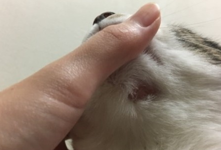 在猫下巴发现有血结痂