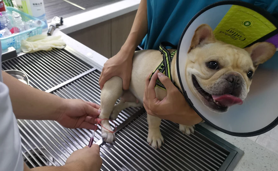 宠物医院看病价格